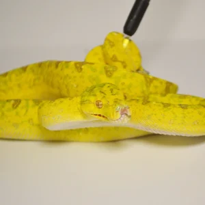 Other Pythons For Sale