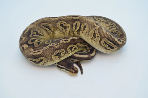 Baby Spector Spark Ball Python For Sale - Image 2