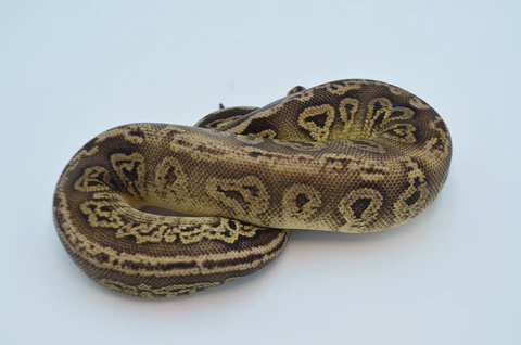 Baby Spector Spark Ball Python For Sale - Image 3