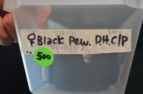 Baby Spector Spark Ball Python For Sale - Image 4