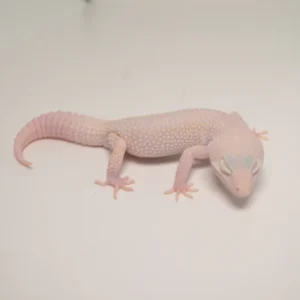Baby Blazing Blizzard Leopard Gecko For Sale