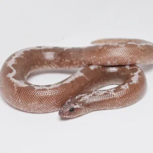 Baby Anery Striped Kenyan Sand Boa For Sale