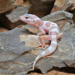 Baby Albino Chocolate Leopard Gecko For Sale