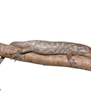 Baby Anery Monkey Tail Skink For Sale