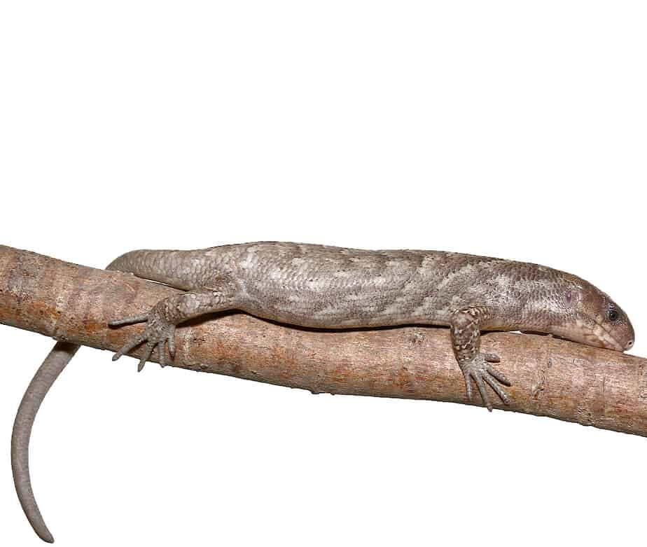 Baby Anery Monkey Tail Skink For Sale