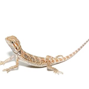 Baby Bearded Dragon For Sale