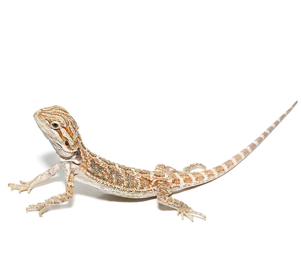 Baby Bearded Dragon For Sale