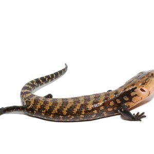 Baby Biak Blue Tongue Skink For Sale