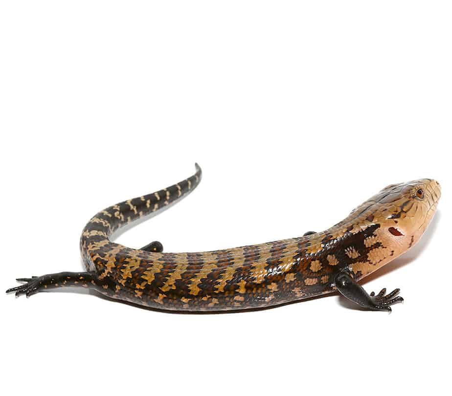 Baby Biak Blue Tongue Skink For Sale