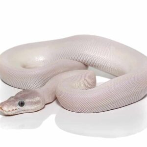 Baby Blue Eye Leucistic Ball Python For Sale