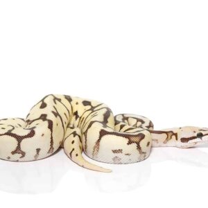 Baby Bumblebee Fire Scaleless Head Ball Python For Sale