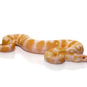 Baby Candy Albino Ball Python For Sale