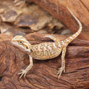 Baby Citrus Bearded Dragon For Sale