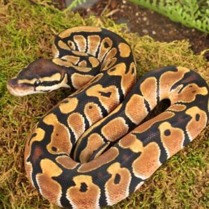 Baby Classic Ball Python For Sale