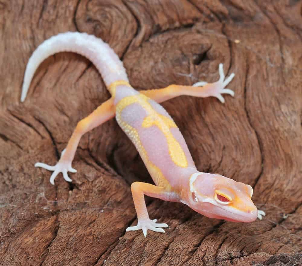 Baby Clown Albino Leopard Gecko For Sale