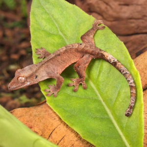 Baby Dalmatian Cappuccino Crested Gecko For Sale