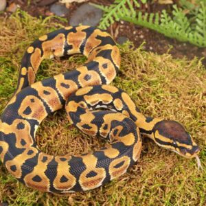 Baby Dinker Ball Python For Sale