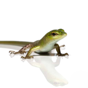 Baby Emerald Tree Skink For Sale