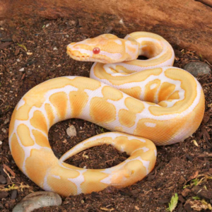 Baby Female Albino Pastel Spotnose Ball Python For Sale