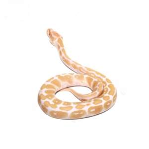 Baby Female Candino Ball Python For Sale