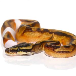 Baby Female Enchi Pied Ball Python For Sale