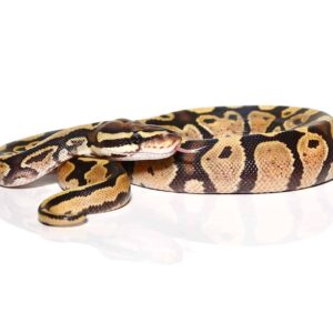 Baby Female Fire Enchi Ball Python For Sale