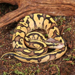 Baby Female Firefly Ball Python For Sale