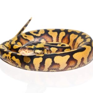 Baby Female Firefly Yellowbelly Ball Python For Sale