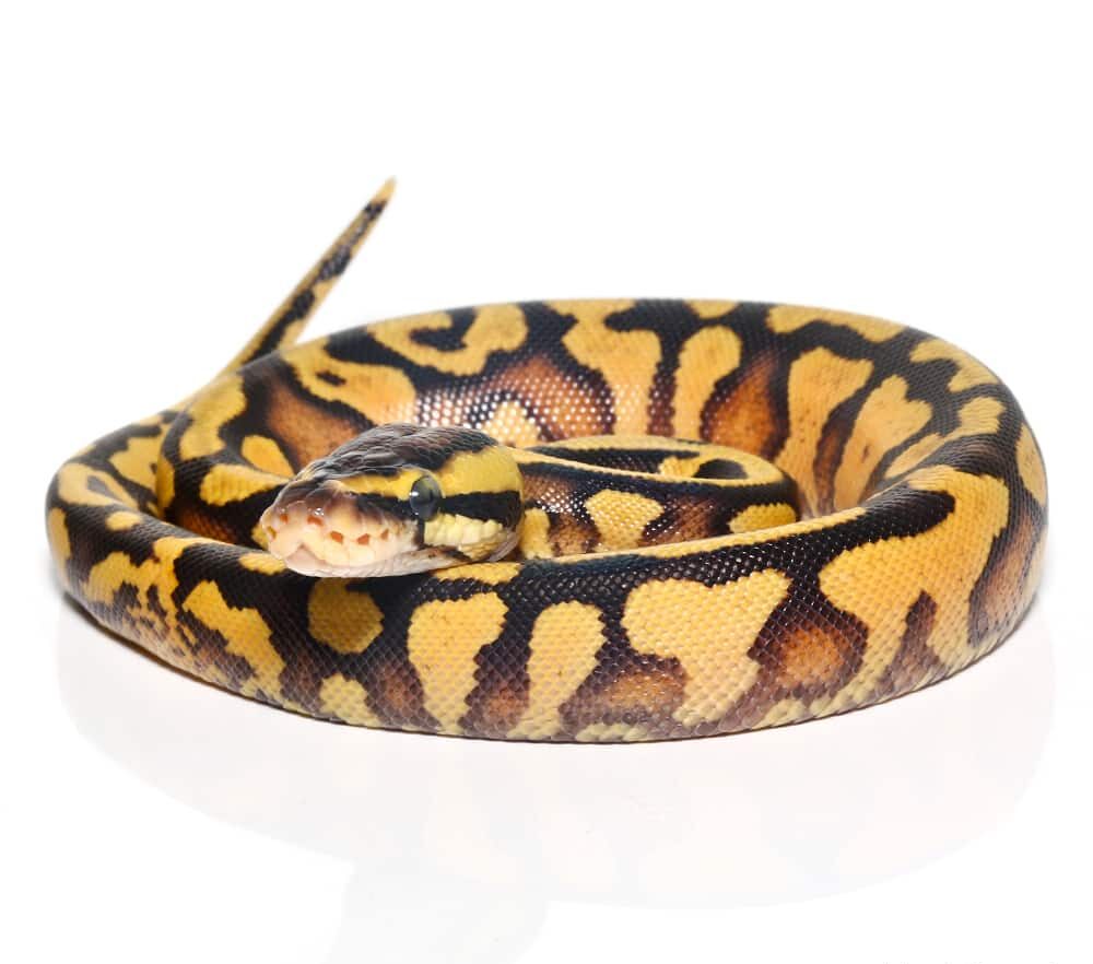 Baby Female Firefly Yellowbelly Ball Python For Sale