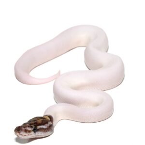 Baby Female High White Pied Ball Python For Sale