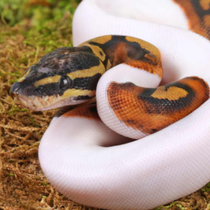 Baby Female High White Scaleless Head Pied Ball Python For Sale