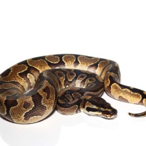 Baby Female Orange Dream Enchi Ball Python For Sale