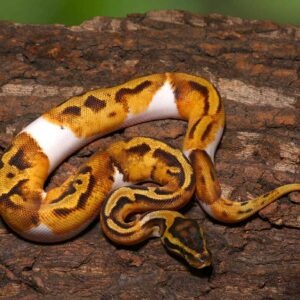 Baby Female Pastel Pied Ball Python For Sale