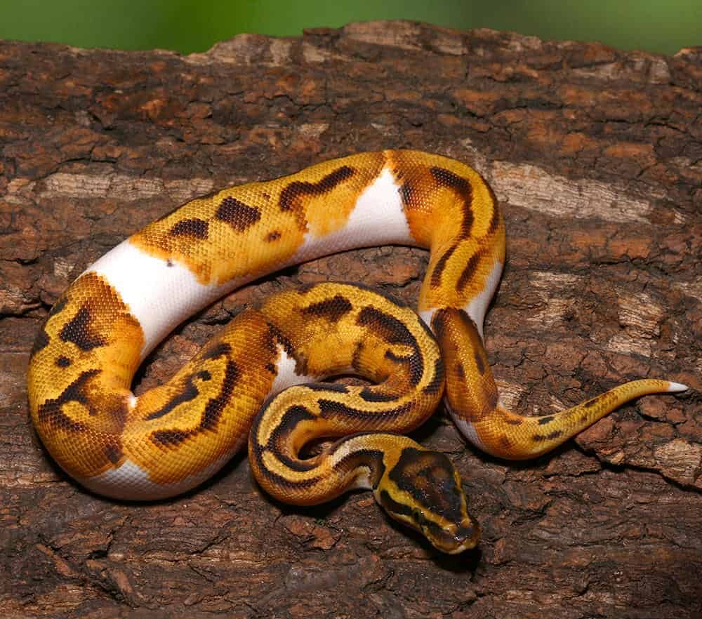Baby Female Pastel Pied Ball Python For Sale