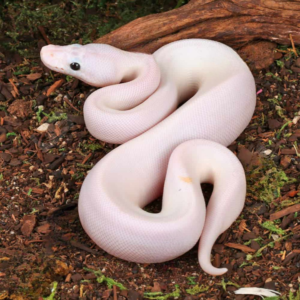 Baby Female Super Fire Ball Python For Sale