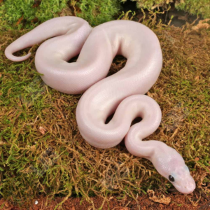 Baby Female White Wedding Ball Python For Sale