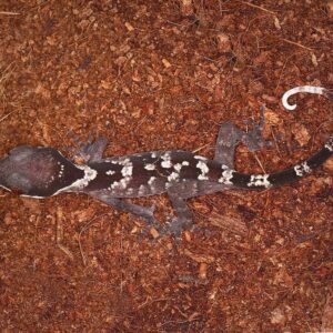 Baby Giant Bent Toed Gecko For Sale