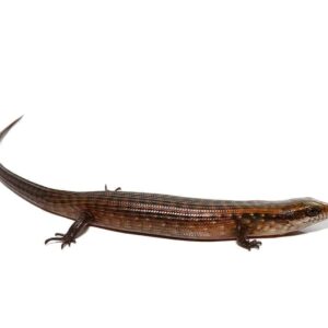 Baby Giant Hatian Galliwasp For Sale