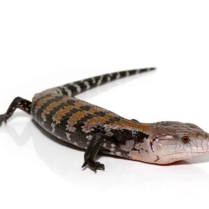Baby Halmahera Blue Tongue Skink For Sale