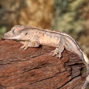 Baby Harlequin Partial Pinstripe Crested Gecko For Sale