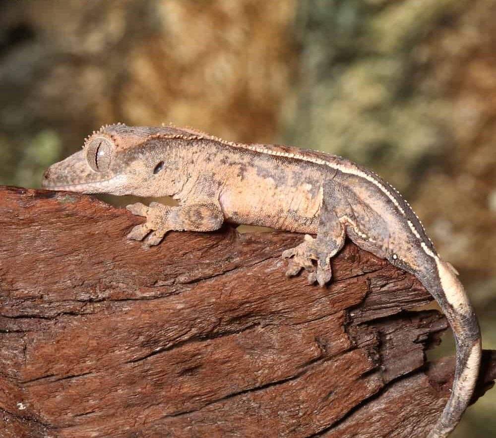 Baby Harlequin Partial Pinstripe Crested Gecko For Sale