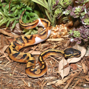 Baby High White Enchi Pied Ball Python For Sale
