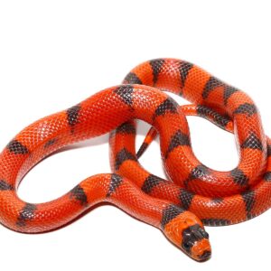 Baby Hypo Tangerine Honduran Milksnake For Sale