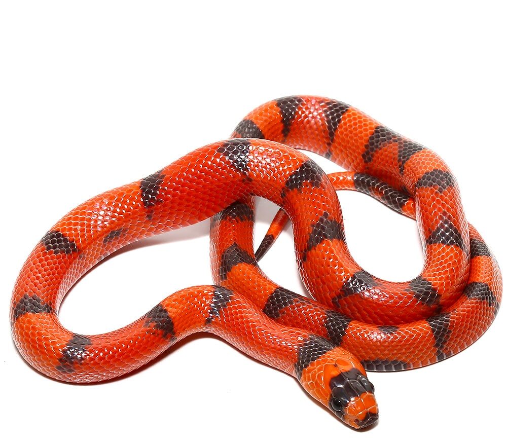 Baby Hypo Tangerine Honduran Milksnake For Sale