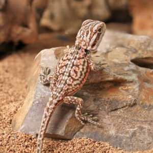 Baby Inferno Leatherback Dunner Bearded Dragon For Sale