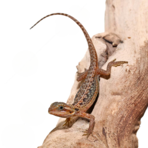 Baby Inferno Translucent Leatherback Dunner Bearded Dragon For Sale