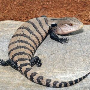 Baby Irian Jaya Blue Tongue Skink For Sale