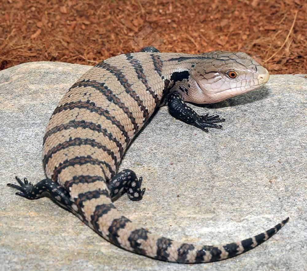 Baby Irian Jaya Blue Tongue Skink For Sale