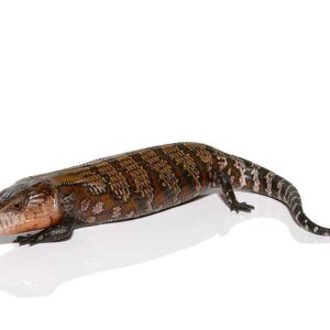 Baby Kei Island Blue Tongue Skink For Sale