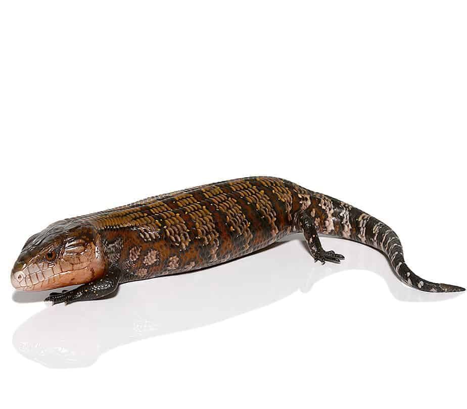 Baby Kei Island Blue Tongue Skink For Sale